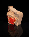 3D Printed Nose and Sinus Anatomical Model Educational Human Anatomy STEM image 0