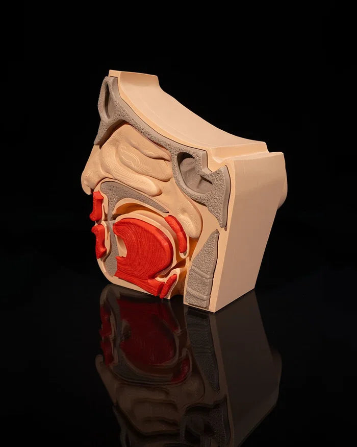 3D Printed Nose and Sinus Anatomical Model Educational Human Anatomy STEM image 0