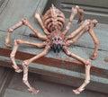 3D Printed Halloween Articulated Flexi Skeleton Spider - Choice Of Colours image 0