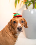 3D Printed Yay Cap - Dog Costume Helmet