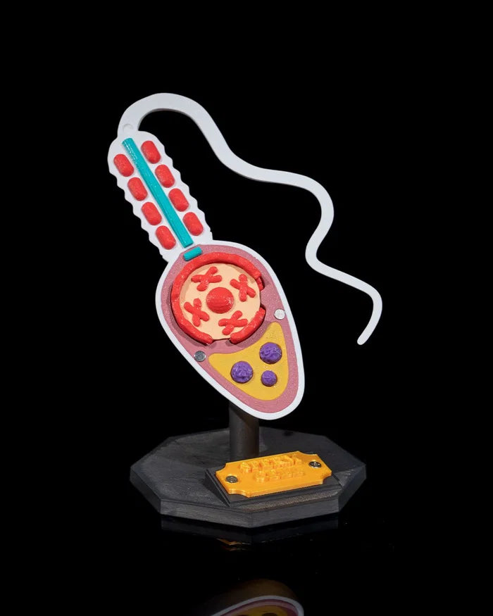 3D Printed Sperm Cell Model Educational Biology Science STEM School Teaching image 0