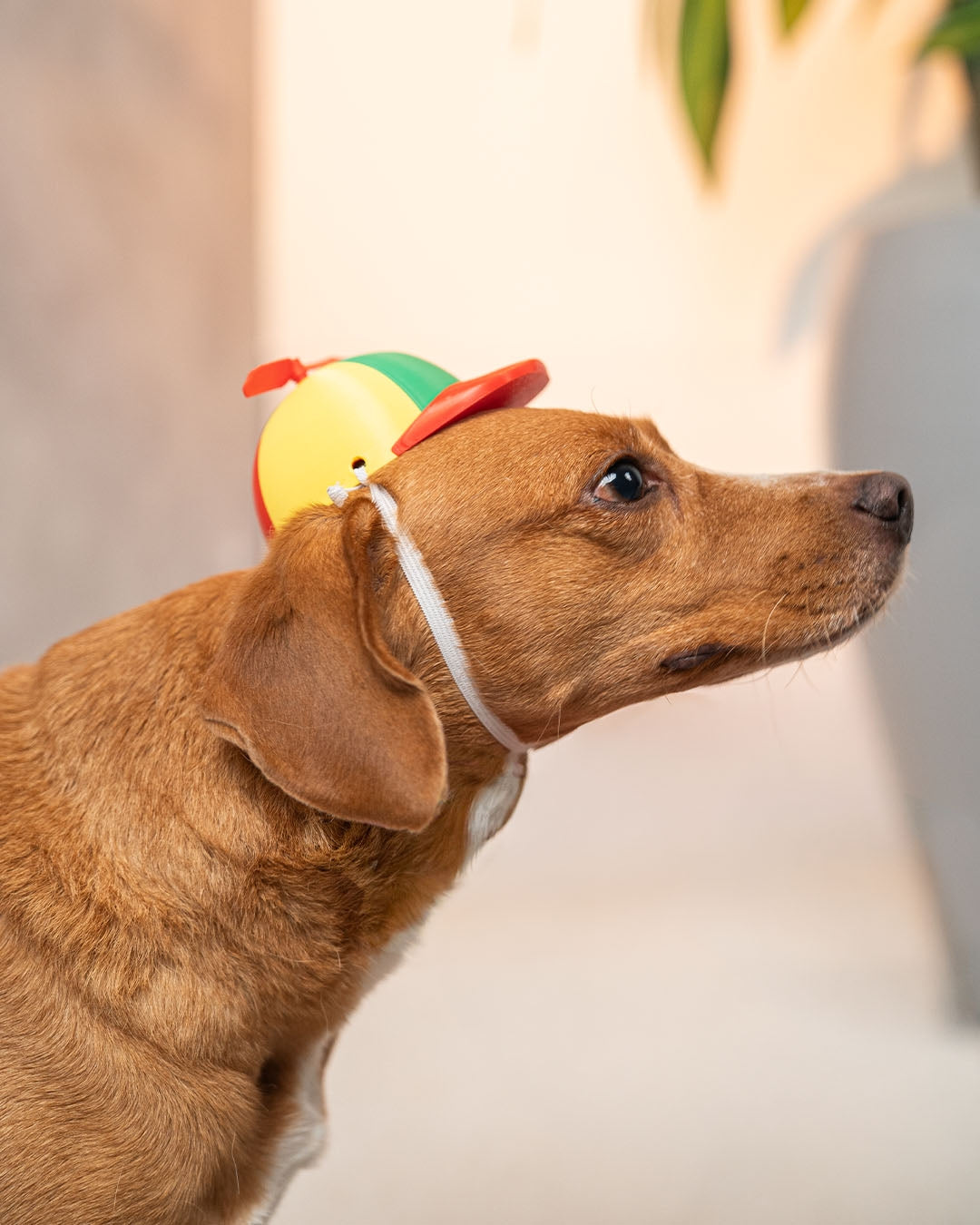 3D Printed Yay Cap - Dog Costume Helmet