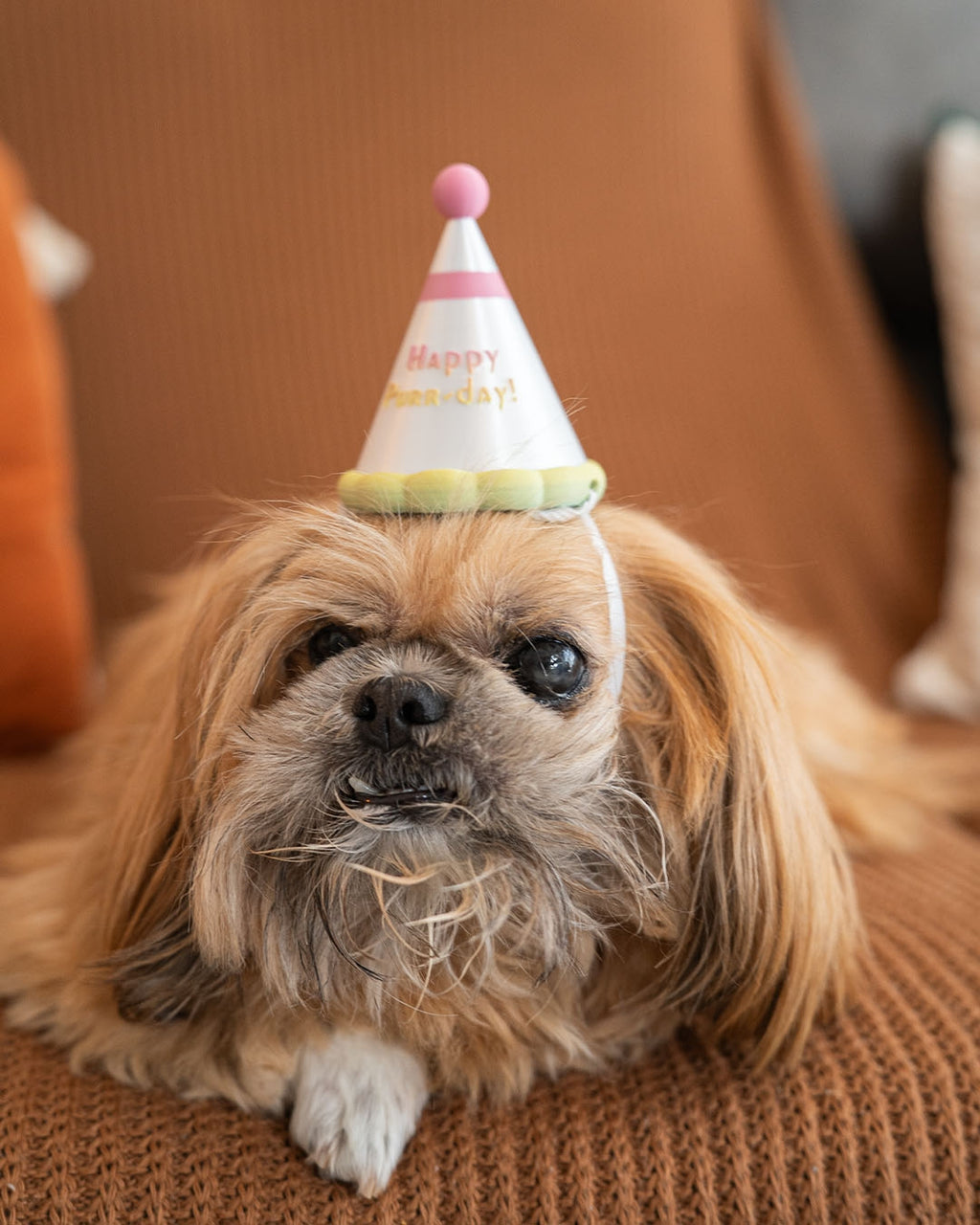 3D Printed Party Hat - Pet Cat - Dog Costume Helmet