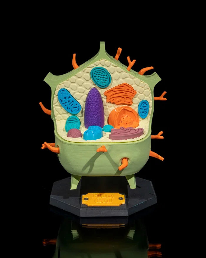 3D Printed Plant Cell Model Educational Resource School Biology Science STEM image 0