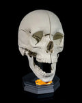 3D Printed Human Adult Skull Model Educational Anatomy Science STEM School image 0