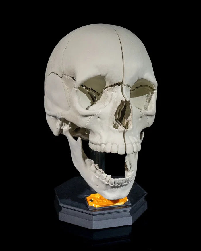 3D Printed Human Adult Skull Model Educational Anatomy Science STEM School image 0