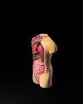 3D Printed Human Anatomical Model 7 Organs Educational STEM Science School image 0