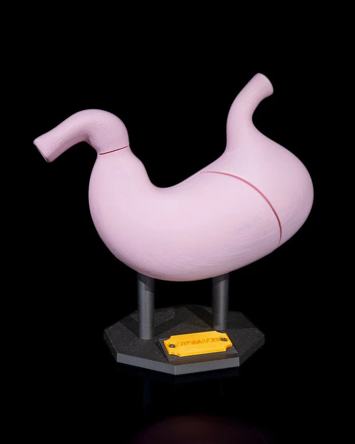 3D Printed Stomach Anatomical Model Educational Human Anatomy Science STEM image 0