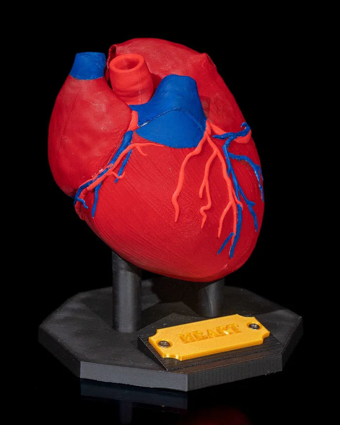 3D Printed Heart Anatomical Model Educational Human Anatomy Science STEM image 0