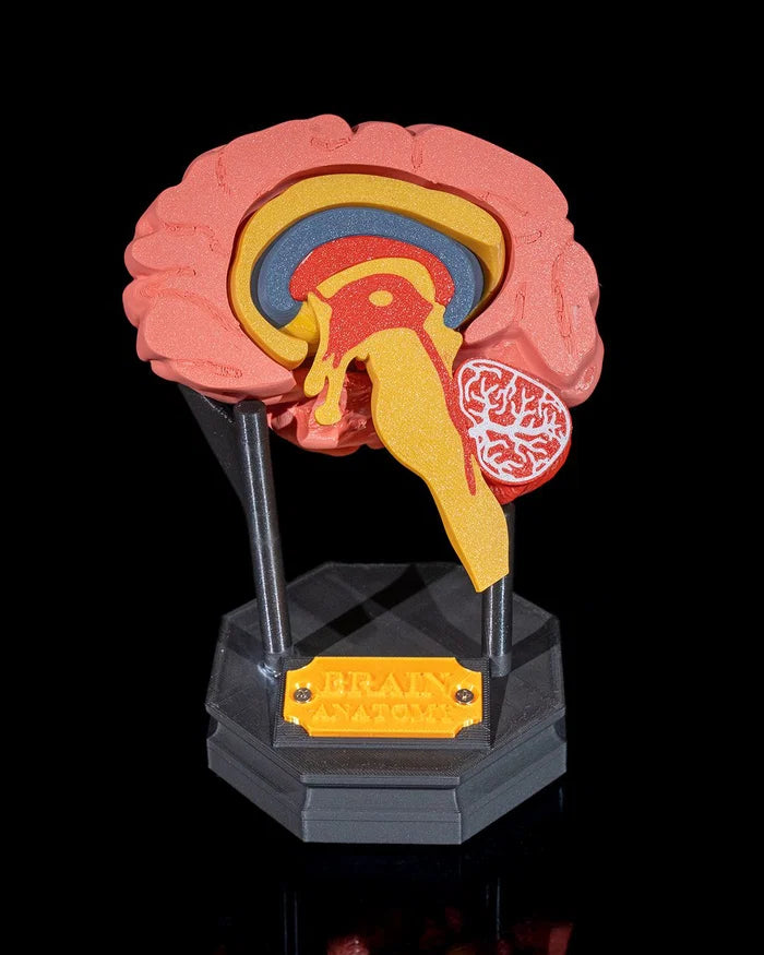 3D Printed Human Brain Model Educational Anatomy Science STEM School image 0