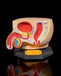 3D Printed Male Reproductive System Model Educational Biology Science STEM image 0