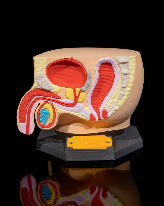 3D Printed Male Reproductive System Model Educational Biology Science STEM image 0