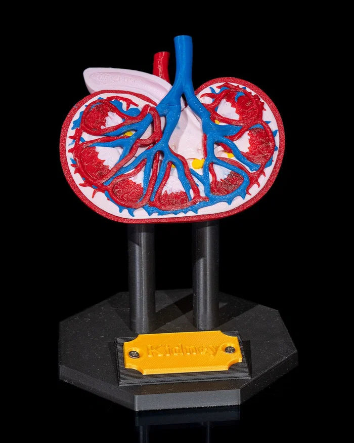 3D Printed Kidney Anatomical Model Educational Human Anatomy Science STEM image 0
