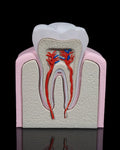 3D Printed Healthy Premolar Tooth Model Educational Dentistry STEM Science image 0
