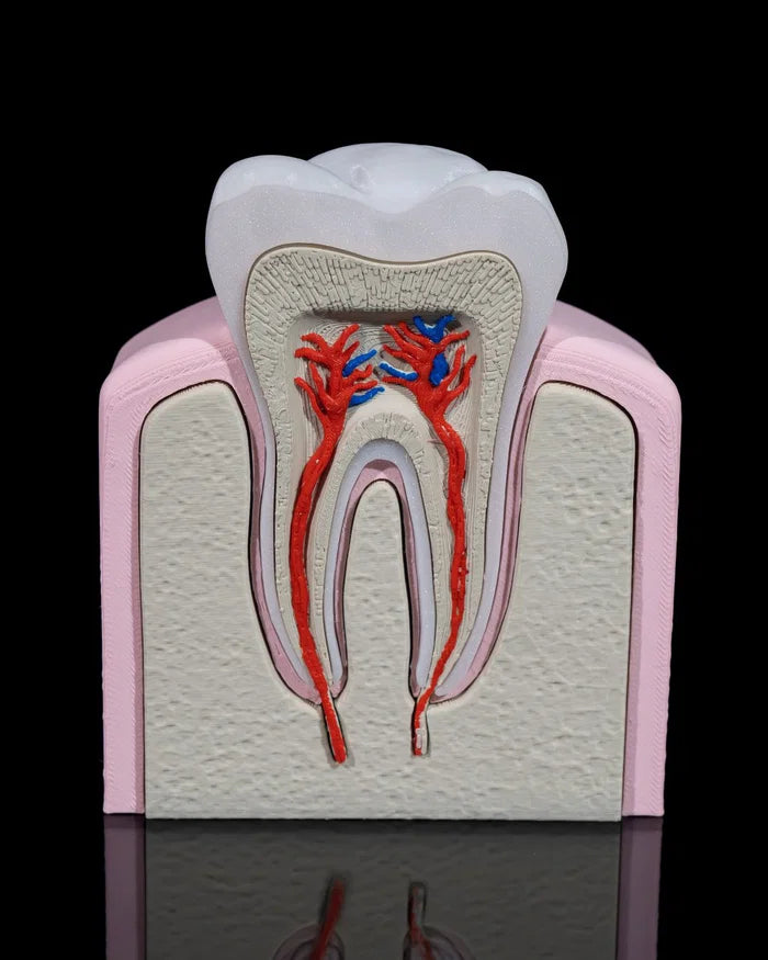 3D Printed Healthy Premolar Tooth Model Educational Dentistry STEM Science image 0