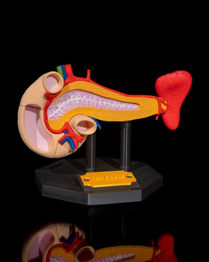 3D Printed Pancreas Anatomical Model Educational Human Anatomy Science STEM image 0