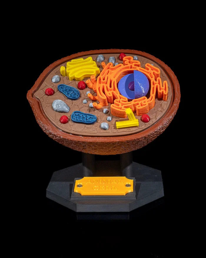 3D Printed Animal Cell Model Educational Biology Science STEM School Teaching image 0