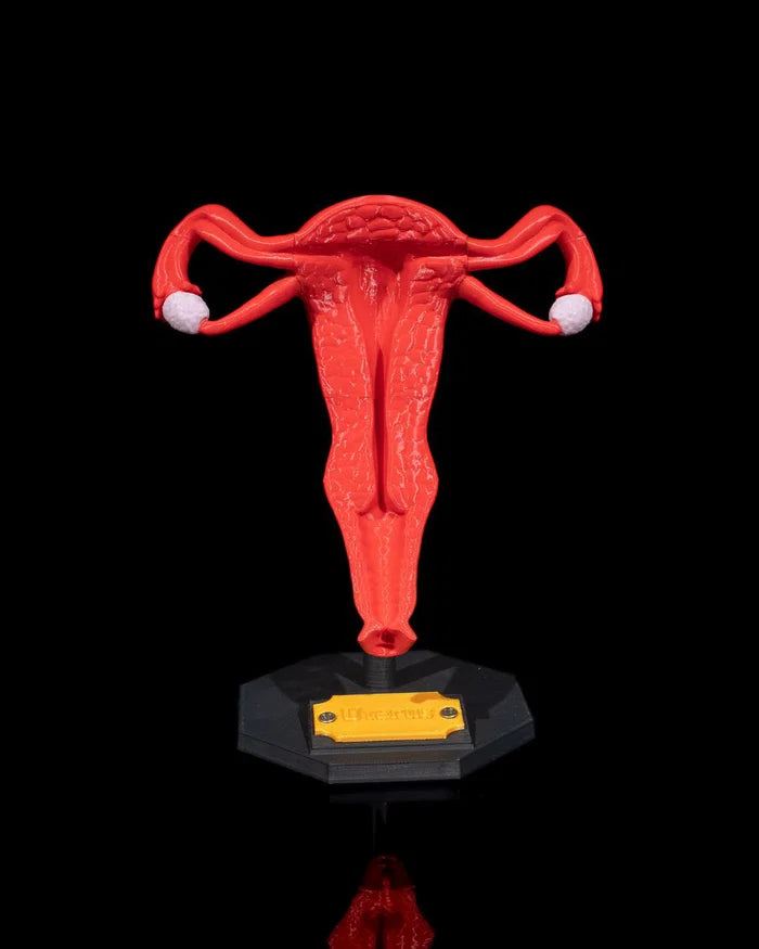 3D Printed Female Uterus Model Educational Human Anatomy School Science STEM image 0
