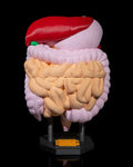 3D Printed Digestive System Anatomical Model Educational Science STEM School image 0