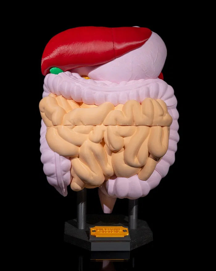 3D Printed Digestive System Anatomical Model Educational Science STEM School image 0