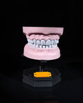 3D Printed Upper and Lower Dental Arch Model Educational Dentistry STEM image 0