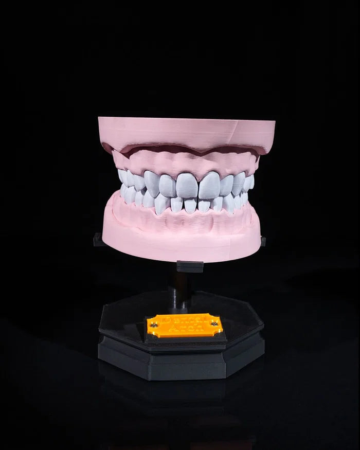 3D Printed Upper and Lower Dental Arch Model Educational Dentistry STEM image 0