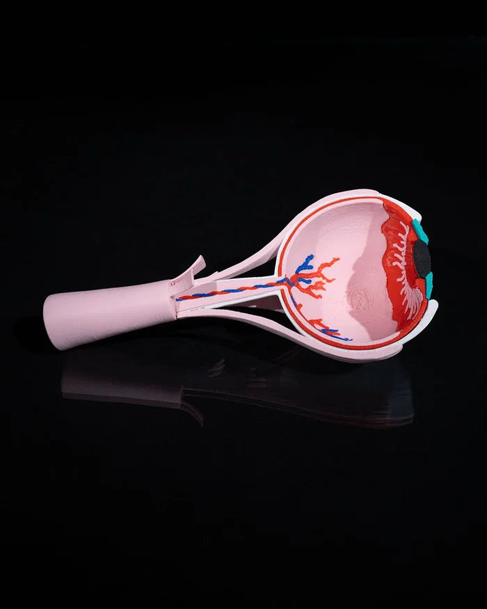 3D Printed Human Eye Model Educational Anatomy Science STEM School image 0