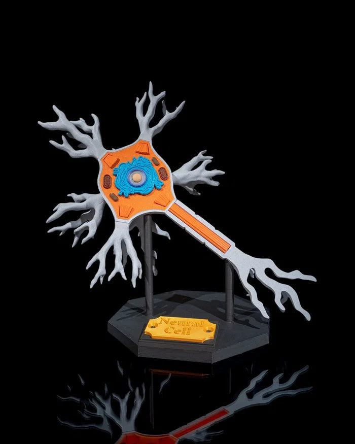 3D Printed Neural Cell Neuron Model Educational Biology Science STEM School image 0