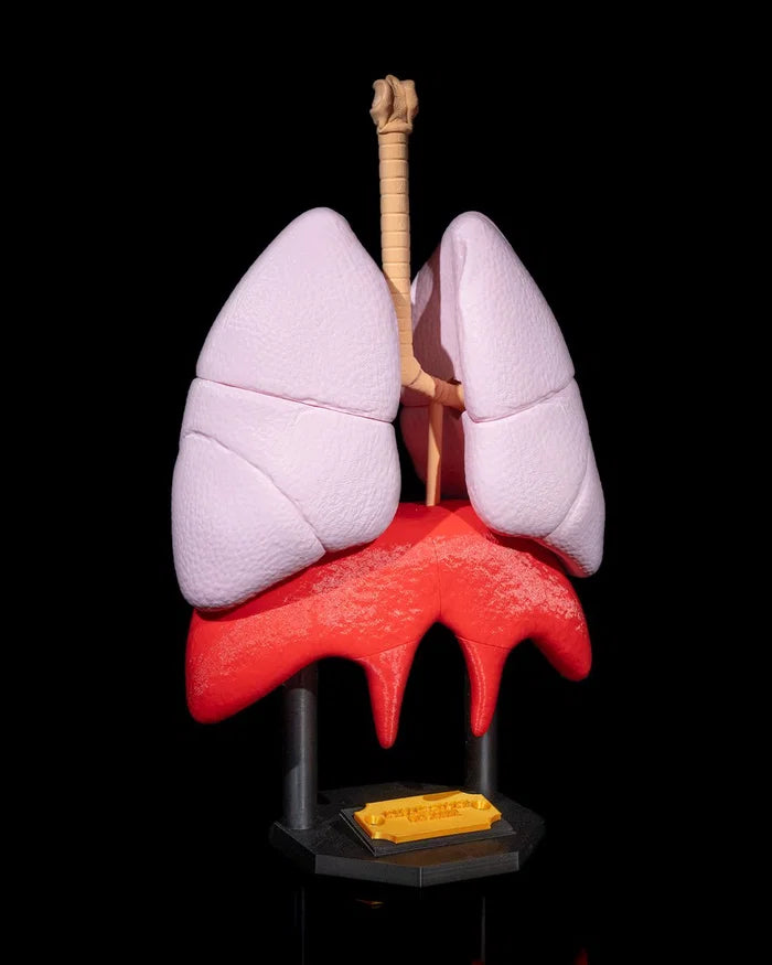 3D Printed Lung Anatomical Model Educational Human Anatomy Science STEM image 0