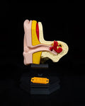 3D Printed Outer and Inner Ear Model Educational Human Anatomy STEM Science image 0