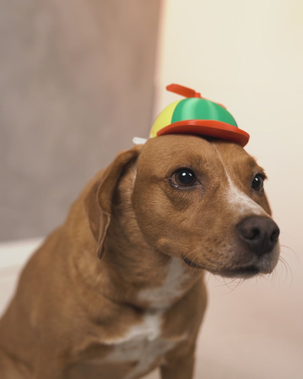 3D Printed Yay Cap - Dog Costume Helmet