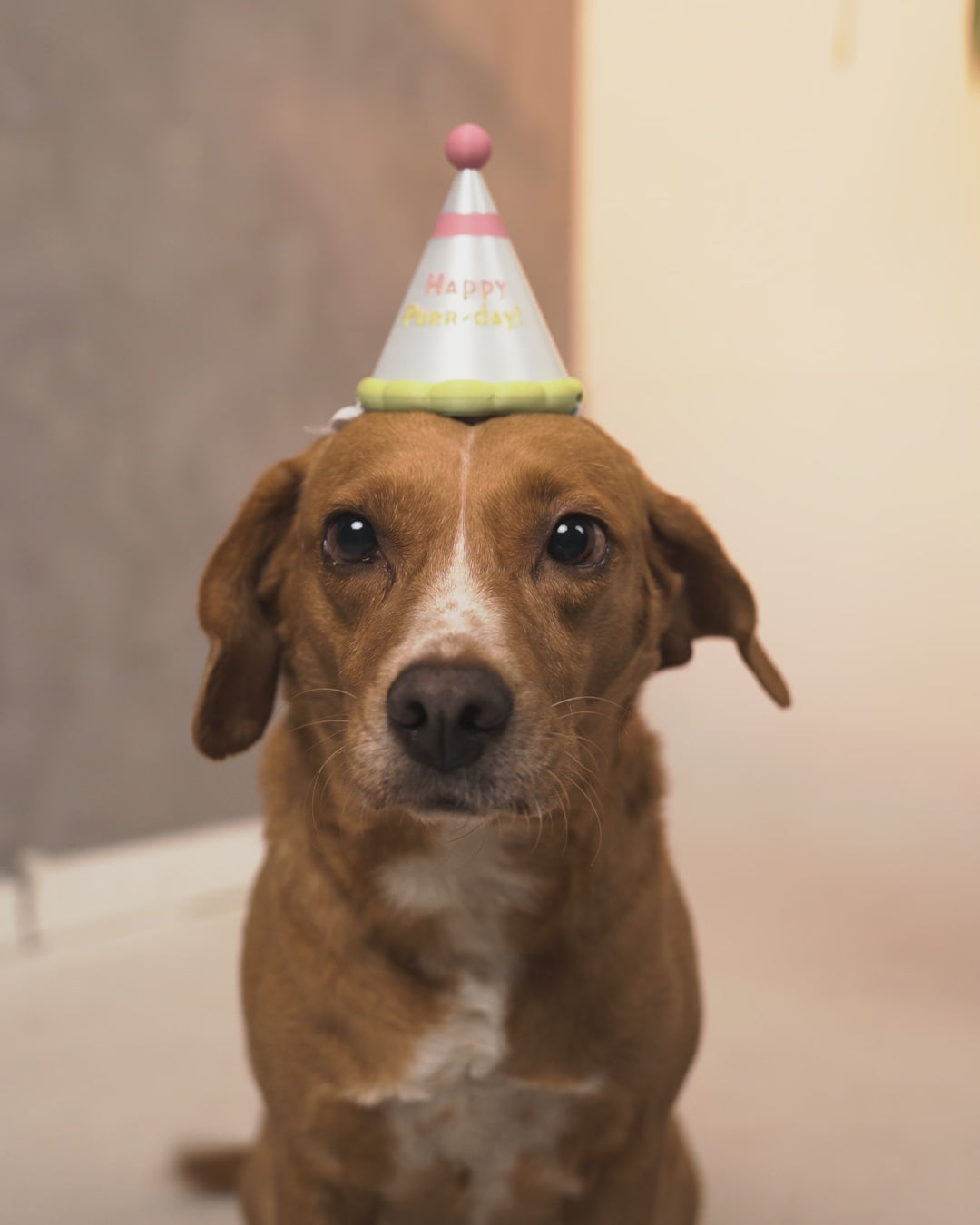 3D Printed Party Hat - Pet Cat - Dog Costume Helmet